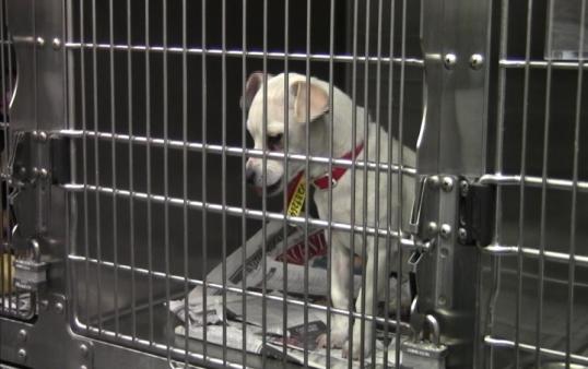 Hayden's Law would delay animal euthanasia by a week. (Photo by ATVN)