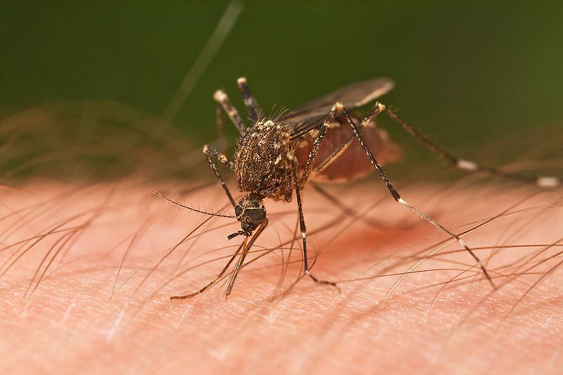 West Nile virus is most often spread through mosquitoes. (Creative Commons)
