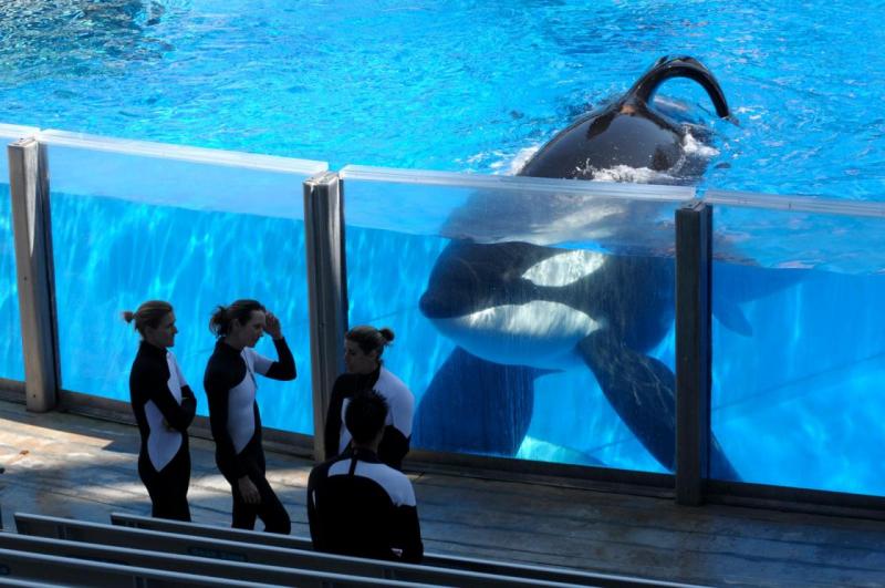 PETA aims to win more rights for the killer whale Tilikum, who is now at Orlando's SeaWorld. (AP Photo/Phelan M. Ebenhack)
