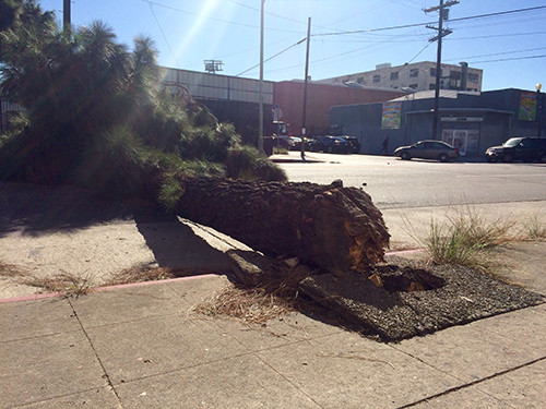 A tree toppled onto a moving car on the 2600 block of Broadway Street in South LA. (Photo by Madeline White/Annenberg TV News)