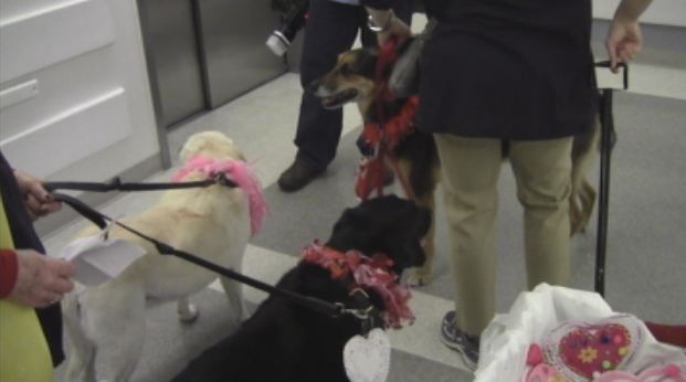 A team of canines delivered cards to patients at Mattel Children's Hospital UCLA. (Nicole Piper/ATVN)