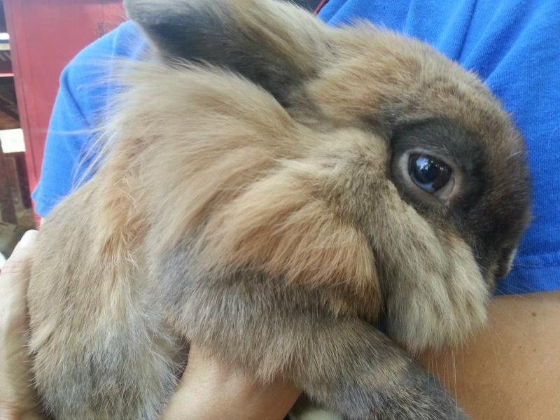 John R. Wooden High School has over 40 animals living on the farm.