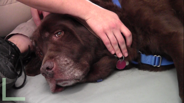 Moose has been a patient at CARE for four years (ATVN).