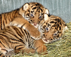 Photo courtesy L.A. Zoo Photo courtesy L.A. Zoo