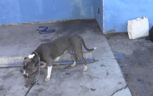 The L.A. Department of Animal Services has been revealed to have no inventory of the animals in its care. (Photo courtesy ATVN)